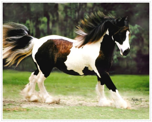 Beautifiul Kuchi is sold.
She is a Gorgeous mare. Beautifiul Kuchi is sold.
She is a Gorgeous mare.